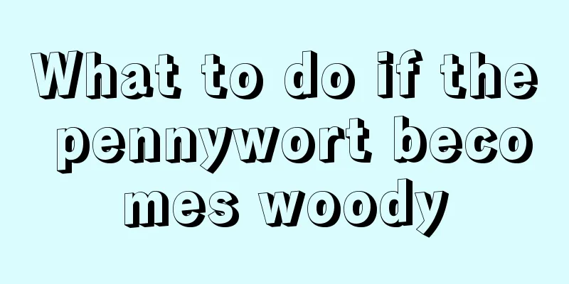 What to do if the pennywort becomes woody