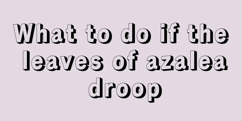 What to do if the leaves of azalea droop