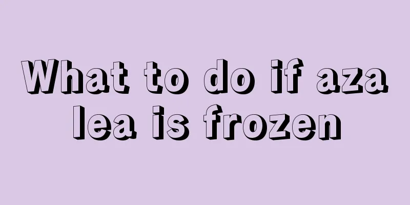 What to do if azalea is frozen