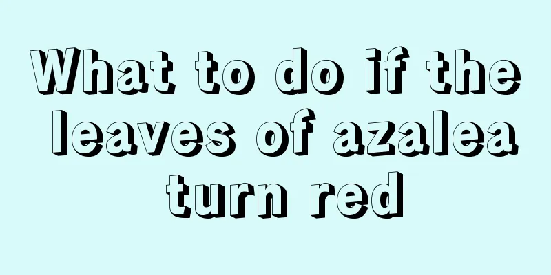 What to do if the leaves of azalea turn red