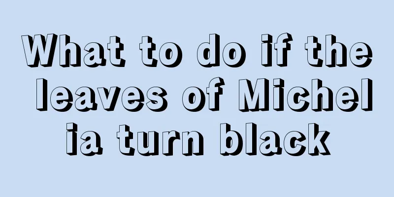 What to do if the leaves of Michelia turn black