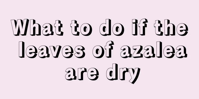 What to do if the leaves of azalea are dry