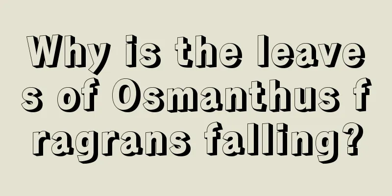 Why is the leaves of Osmanthus fragrans falling?