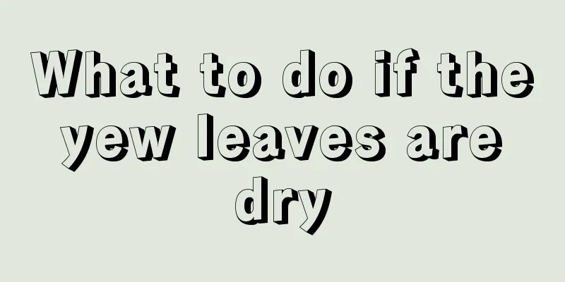 What to do if the yew leaves are dry