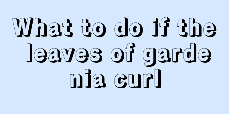 What to do if the leaves of gardenia curl