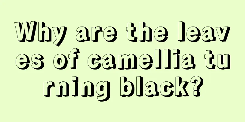 Why are the leaves of camellia turning black?