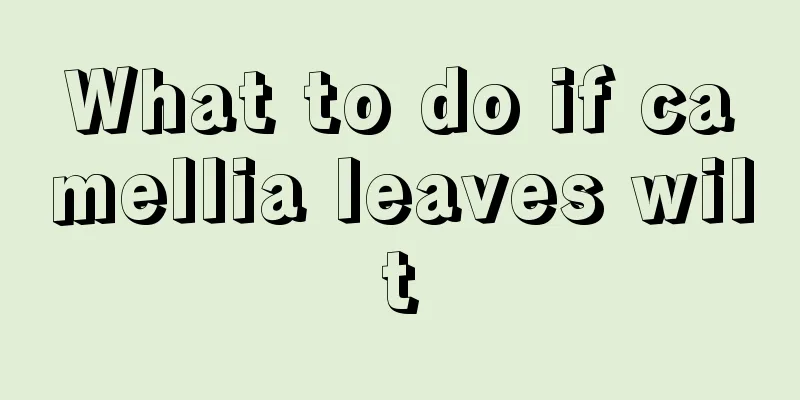 What to do if camellia leaves wilt