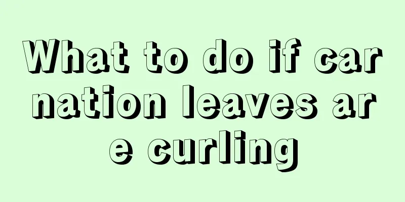 What to do if carnation leaves are curling