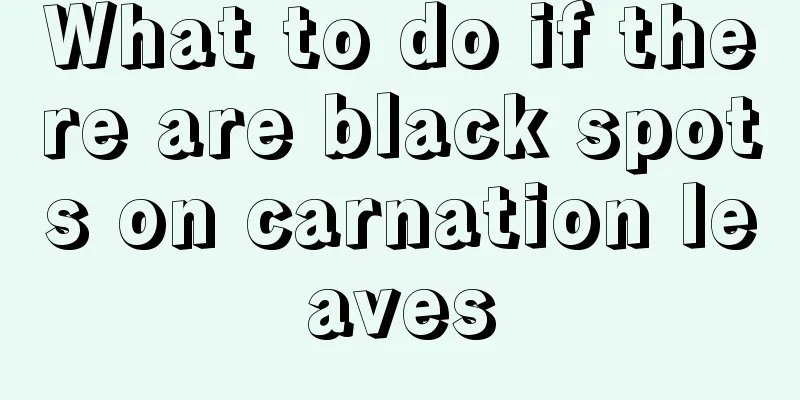 What to do if there are black spots on carnation leaves