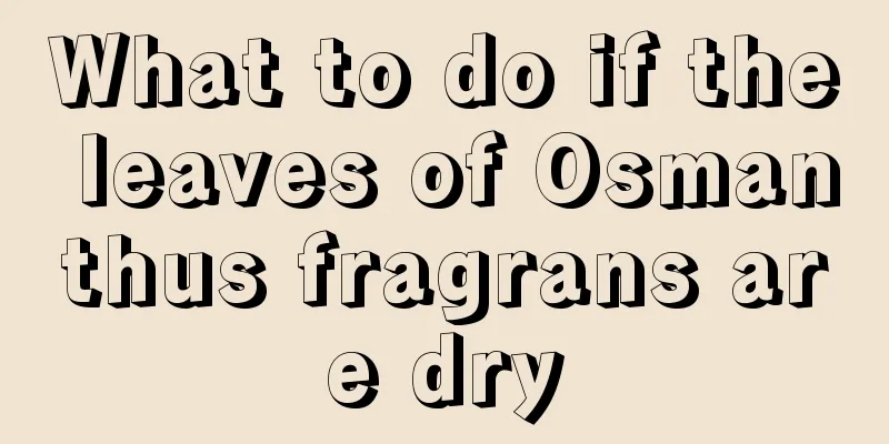 What to do if the leaves of Osmanthus fragrans are dry