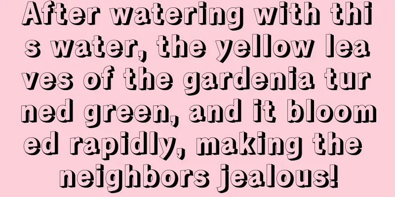 After watering with this water, the yellow leaves of the gardenia turned green, and it bloomed rapidly, making the neighbors jealous!