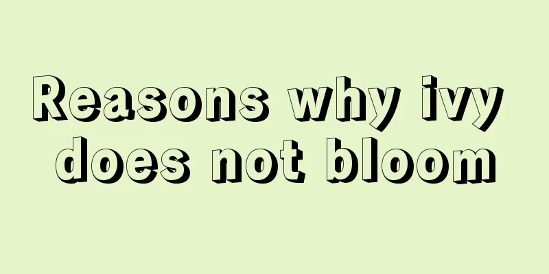 Reasons why ivy does not bloom