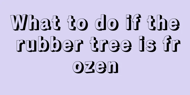 What to do if the rubber tree is frozen