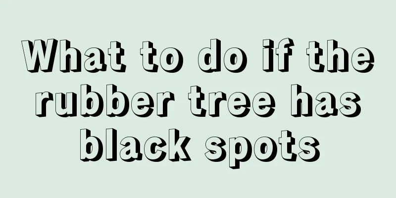 What to do if the rubber tree has black spots