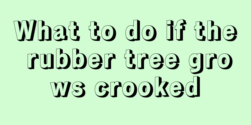 What to do if the rubber tree grows crooked