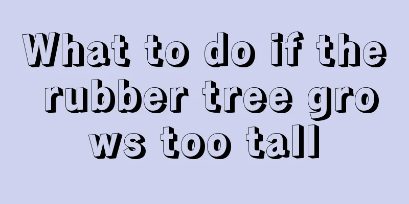 What to do if the rubber tree grows too tall