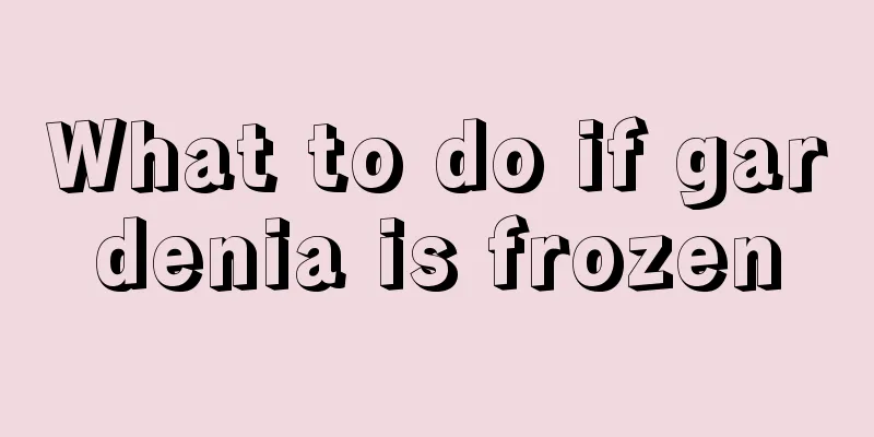 What to do if gardenia is frozen