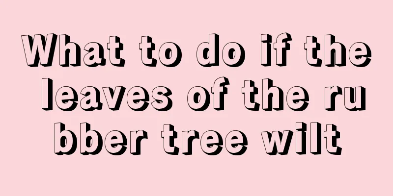 What to do if the leaves of the rubber tree wilt