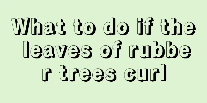 What to do if the leaves of rubber trees curl