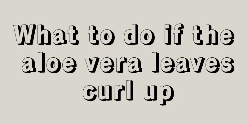 What to do if the aloe vera leaves curl up