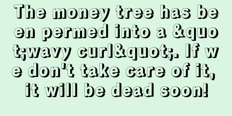 The money tree has been permed into a "wavy curl". If we don't take care of it, it will be dead soon!