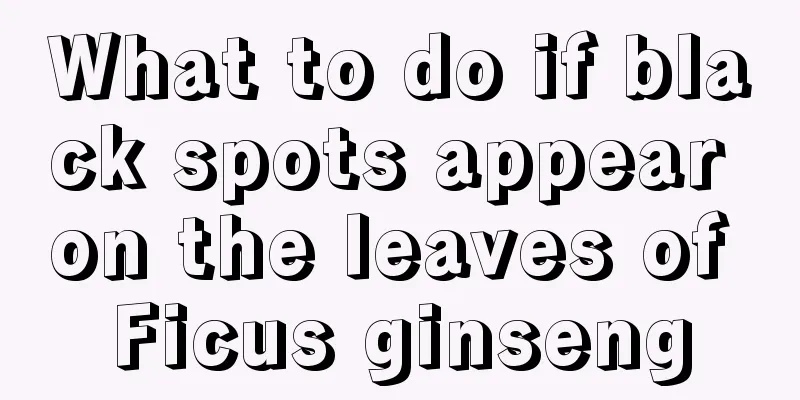 What to do if black spots appear on the leaves of Ficus ginseng