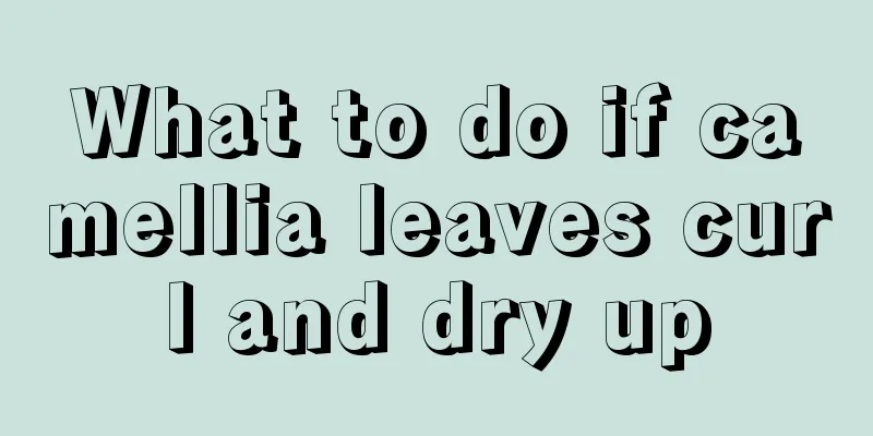 What to do if camellia leaves curl and dry up