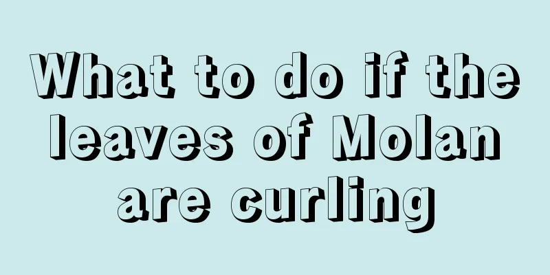 What to do if the leaves of Molan are curling