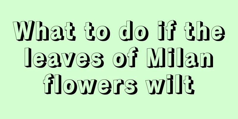 What to do if the leaves of Milan flowers wilt