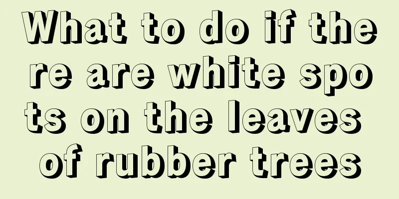 What to do if there are white spots on the leaves of rubber trees