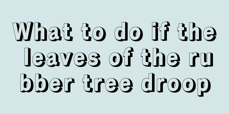 What to do if the leaves of the rubber tree droop