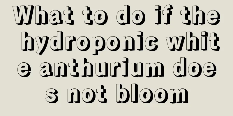 What to do if the hydroponic white anthurium does not bloom