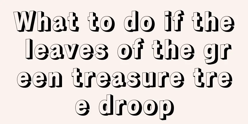 What to do if the leaves of the green treasure tree droop