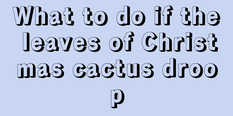 What to do if the leaves of Christmas cactus droop