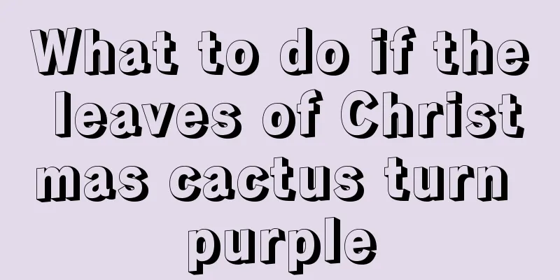 What to do if the leaves of Christmas cactus turn purple