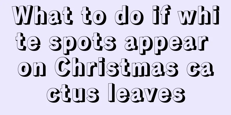 What to do if white spots appear on Christmas cactus leaves