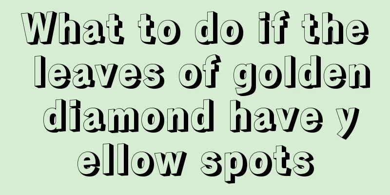 What to do if the leaves of golden diamond have yellow spots