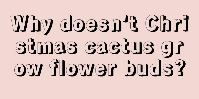 Why doesn't Christmas cactus grow flower buds?