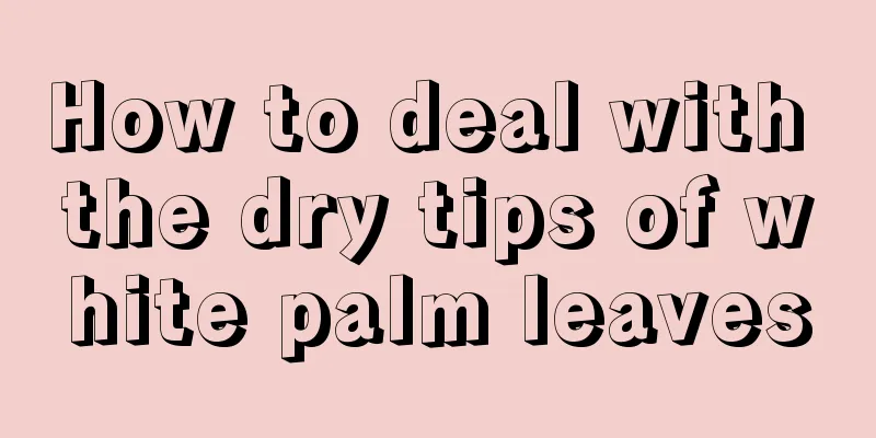 How to deal with the dry tips of white palm leaves