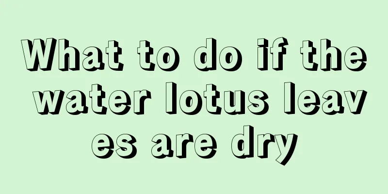 What to do if the water lotus leaves are dry