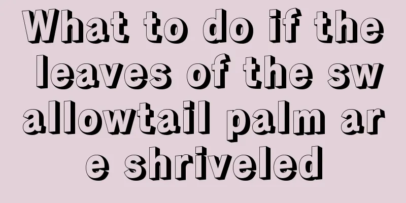 What to do if the leaves of the swallowtail palm are shriveled