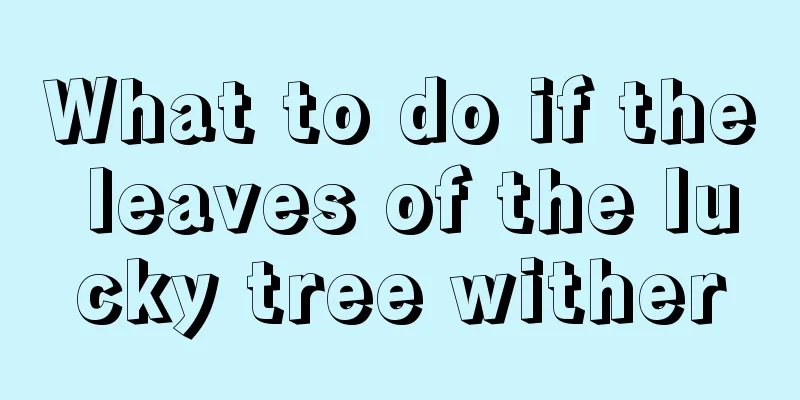 What to do if the leaves of the lucky tree wither