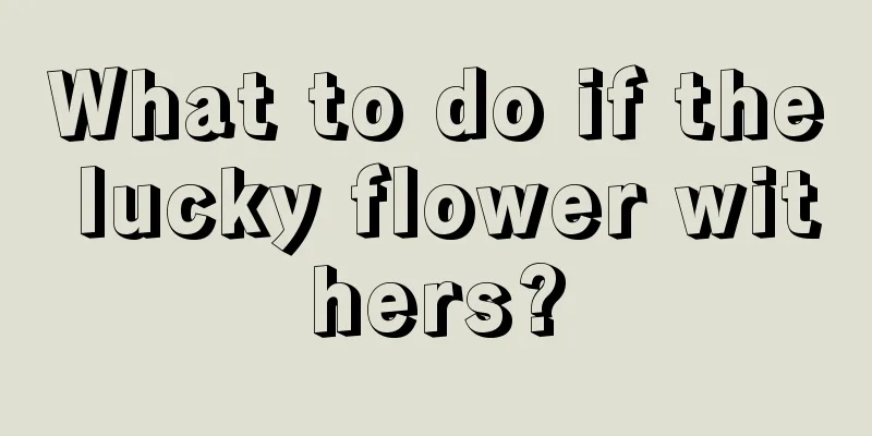 What to do if the lucky flower withers?