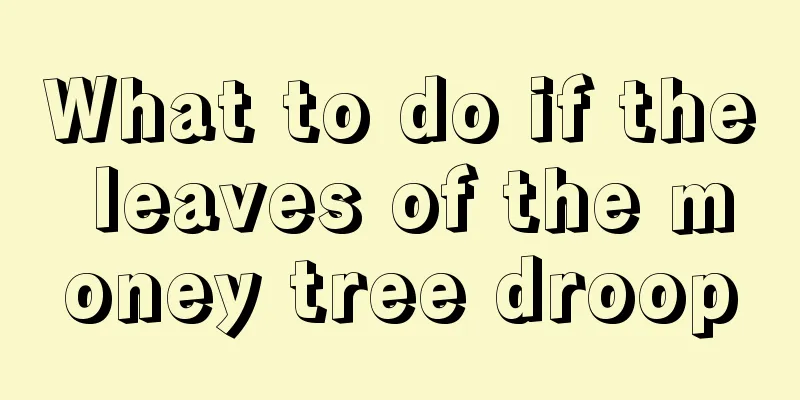 What to do if the leaves of the money tree droop