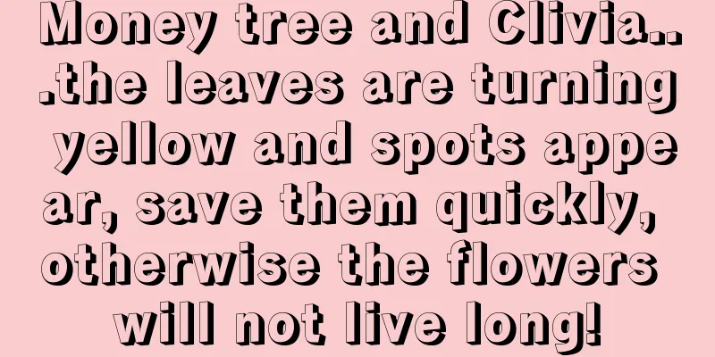 Money tree and Clivia...the leaves are turning yellow and spots appear, save them quickly, otherwise the flowers will not live long!