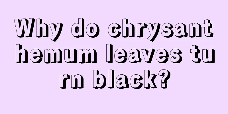 Why do chrysanthemum leaves turn black?