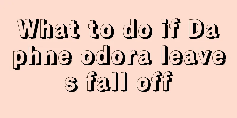 What to do if Daphne odora leaves fall off