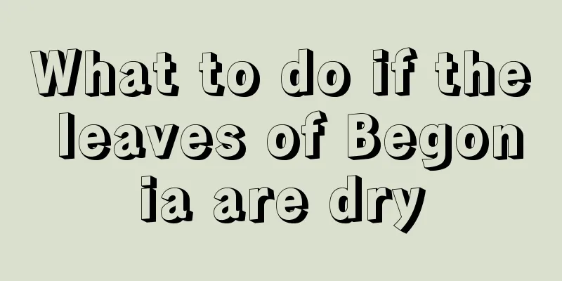 What to do if the leaves of Begonia are dry