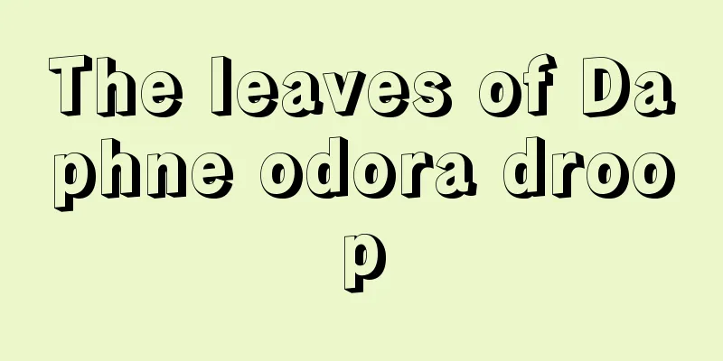 The leaves of Daphne odora droop