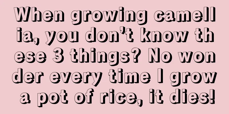 When growing camellia, you don’t know these 3 things? No wonder every time I grow a pot of rice, it dies!